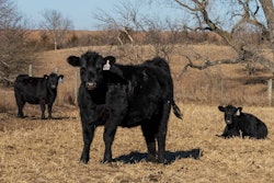 Beef Cattle Ksu