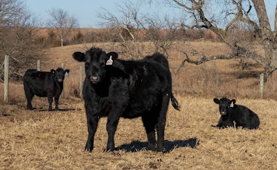 Beef Cattle Ksu