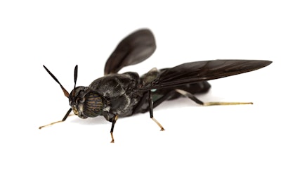 Innovafeed Hermetia Illucens Black Soldier 2 ©innovafeed