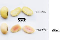 Piggy Sooy