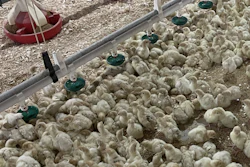 Select Genetics Poults