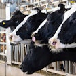 Dairy Cattle Feeding2500