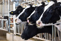 Dairy Cattle Feeding2500