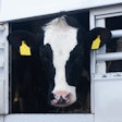 Holstein Dairy Cow On Truck