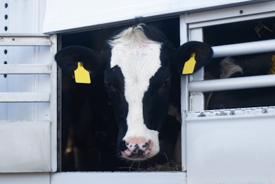 Holstein Dairy Cow On Truck