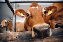 Jersey Cow