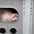 Pig On Trailer