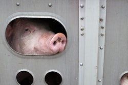 Pig On Trailer