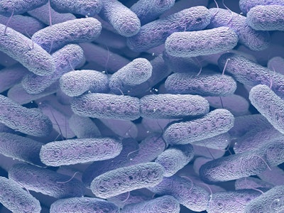 Salmonella And E Coli