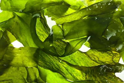 Seaweed Kelp Laminaria