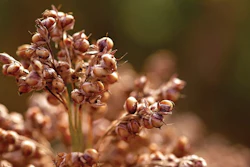 Sorghum (1)