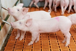 Two Piglets Drinking