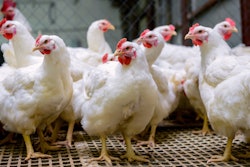 White Broiler Breeder Chickens