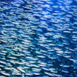 Anchovies Swimming