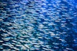 Anchovies Swimming