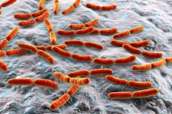 Bacteria Lactobacillus