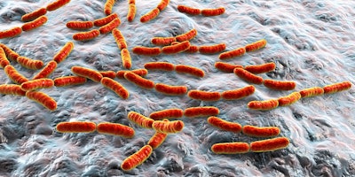 Bacteria Lactobacillus
