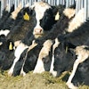 Dairy Cows