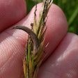 Ergot Fungus