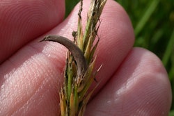 Ergot Fungus