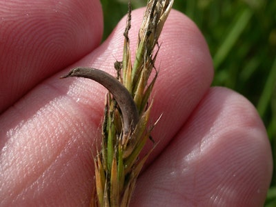 Ergot Fungus