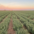 Rosemary extract is a versatile and effective antioxidant that can help pet food manufacturers meet the growing demand for clean label, high-quality, and environmentally friendly products, said Kemin.