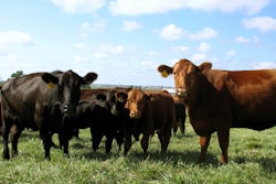 Angus Beef Cattle