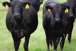 Black Angus Farm