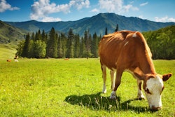 Cow Pasture Trees Mountain