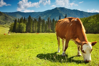 Cow Pasture Trees Mountain