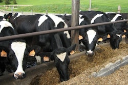 Together, the Forever Feed coalition feeds over 500,000 head of cattle every year.