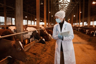 Dairy Cattle Veterinarian Ppe