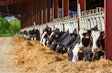 Holstein Cows Feeding