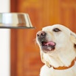 Labrador Getting Fed