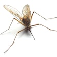 Mosquito