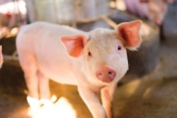 Pig Swine