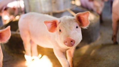 Pig Swine