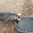 Pig Water Trough