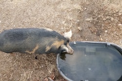 Pig Water Trough