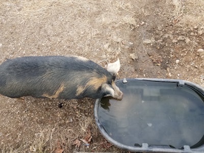 Pig Water Trough