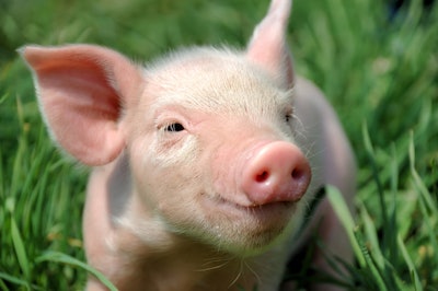 Piglet Closeup Outside