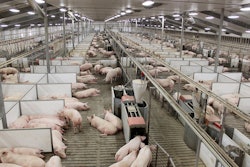 U.S. Agriculture Secretary Tom Vilsack warned the House Agriculture Committee that unless Congress provides a solution to Prop 12, there will be “chaos in the marketplace.”