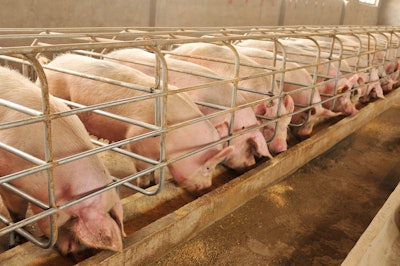 Pigs In Pens Eating