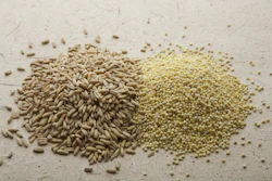 Wheat Sorghum