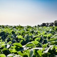 Sunny Soybean Field Growing