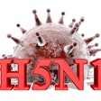 Avian Flu H5 N1