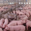 Breeding Pigs