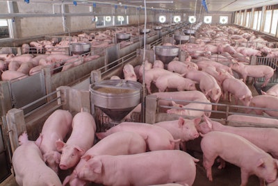 Breeding Pigs