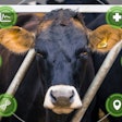 Cattle Data Software
