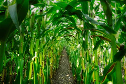 Corn Growing In Row